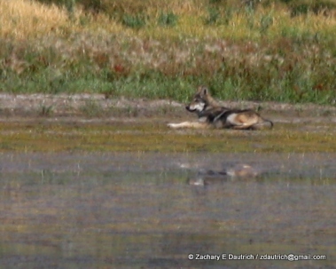 wolf on mud flats / Grand Teton National Park WY