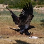 bald eagle release 03 / New Fork River WY