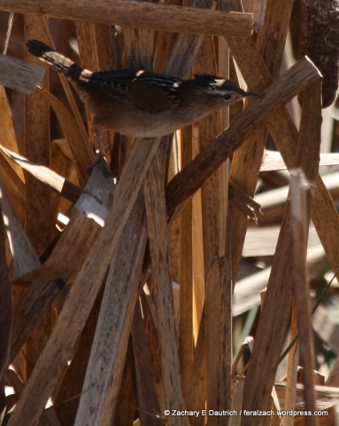 marsh wren