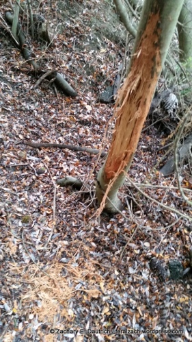 deer rub on willow tree / Wildcat Canyon Regional Park CA